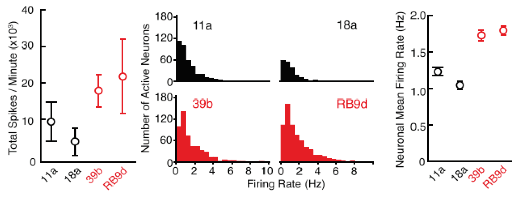 Results show hyperexcitabiliy of iPSC-derived ALS neurons