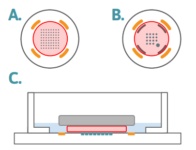 Acute brain slice protocol how to place your brain slice in an MEA well