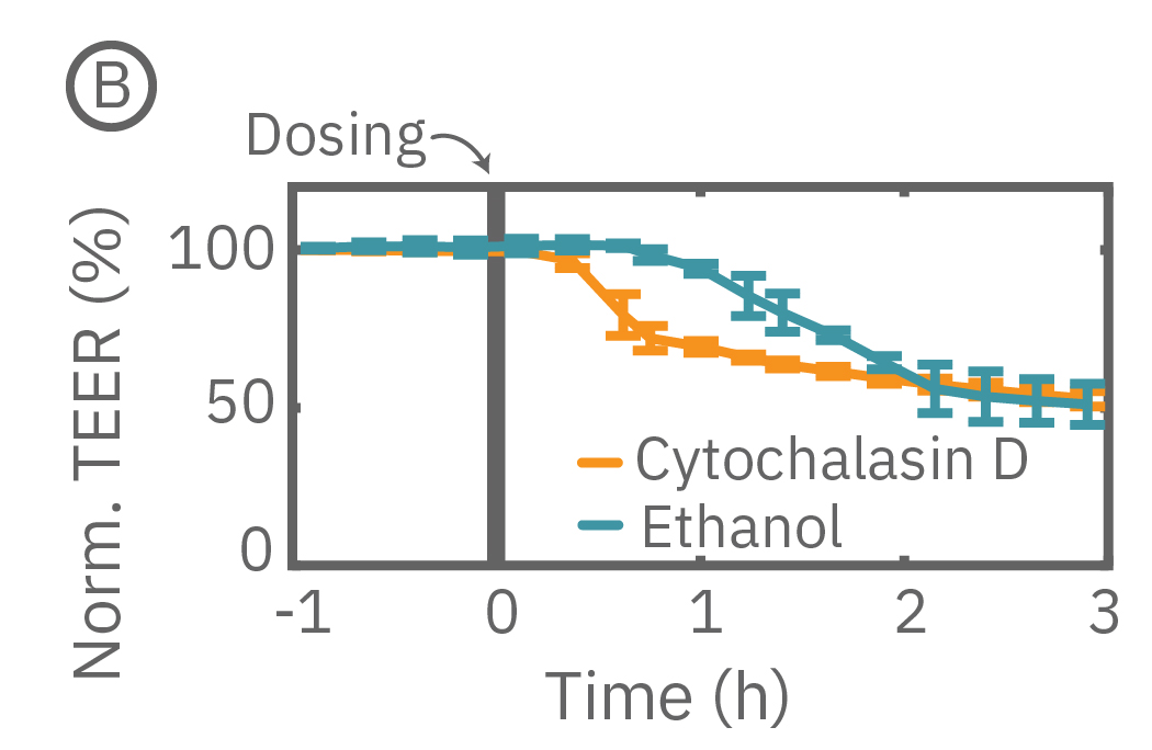 Monolayers cultured for 14 days and treated with Ethanol which significantly reduced TEER