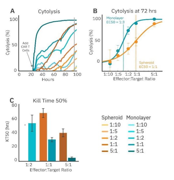 Tracking cytolysis of monolayer versus cancer spheroid over time