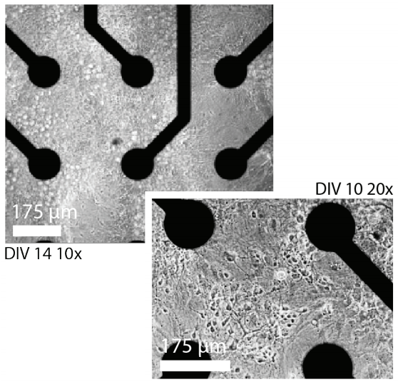 CytoView MEA plate well bottom with electrodes