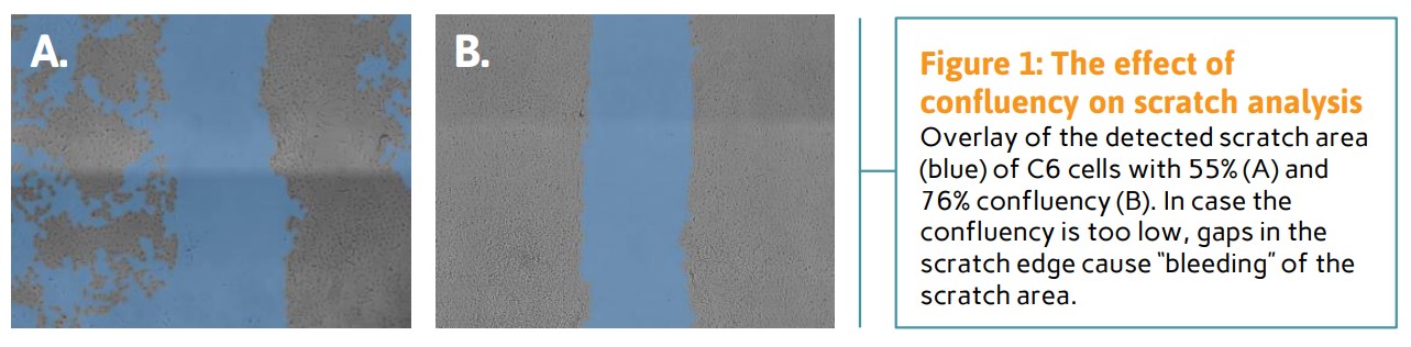 Figure 1: The effect of confluency on scratch assay analysis