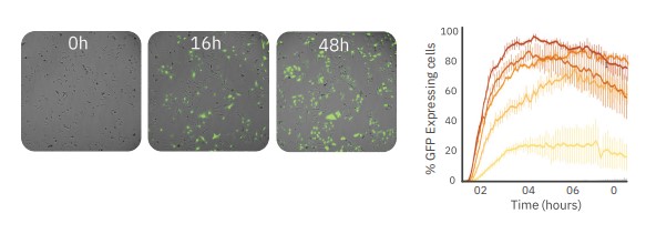 Versatile assays