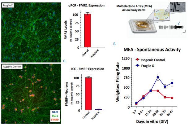 Fragile X MEA assay data