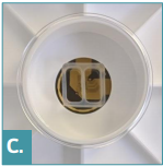 MEA plate well with ibidi neural co-culture insert