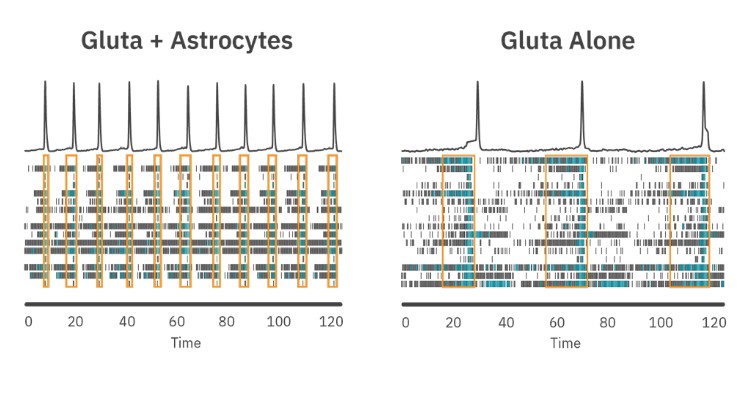 Investigate the effects of neuron -glial cocultures