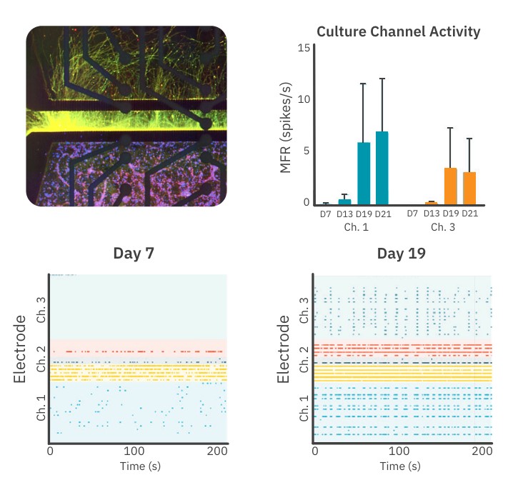 Develop powerful organ-on-achip models