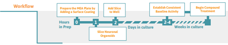 Neural Organoid Slice Protocol on multielectrode array (MEA) system