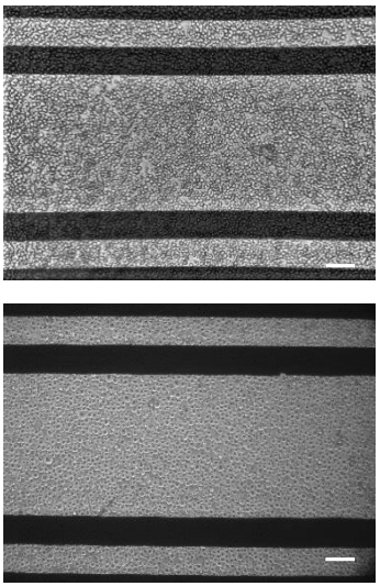 Suspension cells on CytoView-A plate