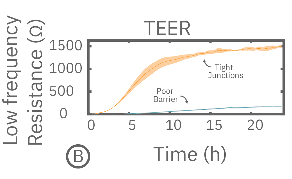 TEER increases with the formation of tight junctions.