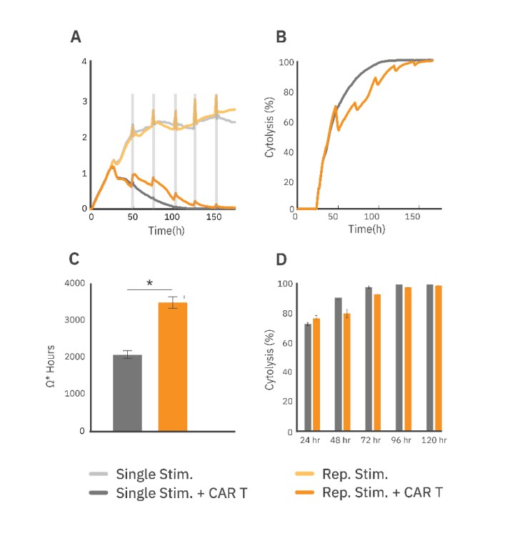 Repeatedly stimulated CAR T cells