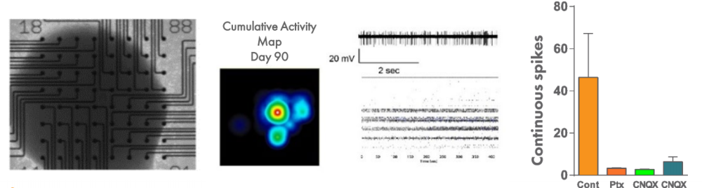 autism cortical organoid data on MEA