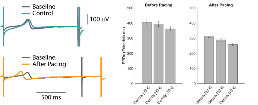 Cardiomyoctyes electrically paced in MEA plate