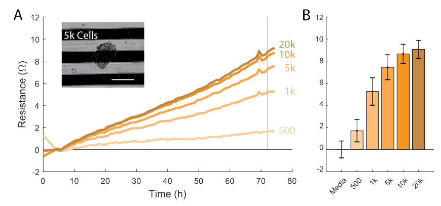 Monitoring attachment and proliferation of cancer spheroids