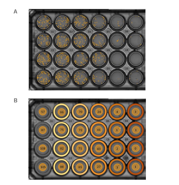 Summary of the Clonogenic Assay module output