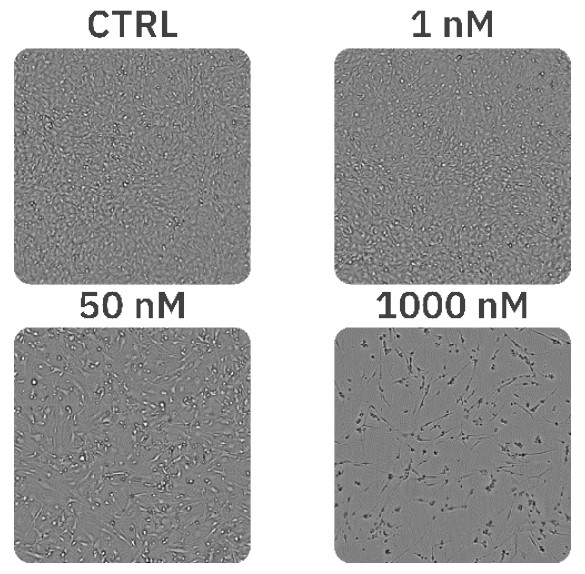 Representative images of C6 cell morphology 20 h after the addition of paclitaxel