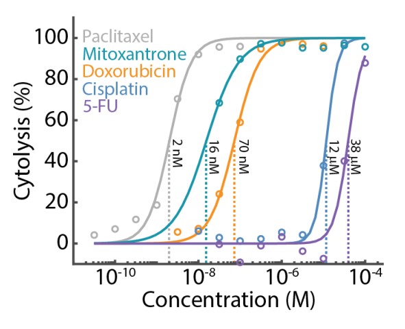 Cytotoxicity Assay