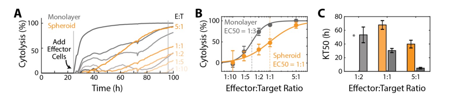 Cytolysis over time of the CAR T cell-treated SKOV3 spheroid. 