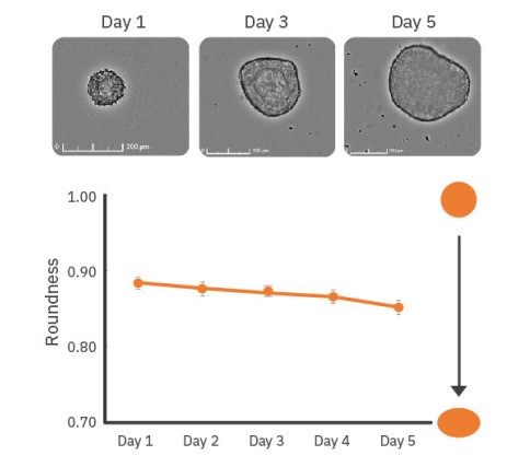 EBs monitored over 5 days showed a small decline in roundness over time