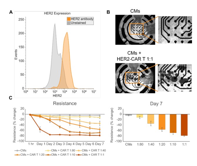 Killing of iPSC-CMs by HER2-CAR T.