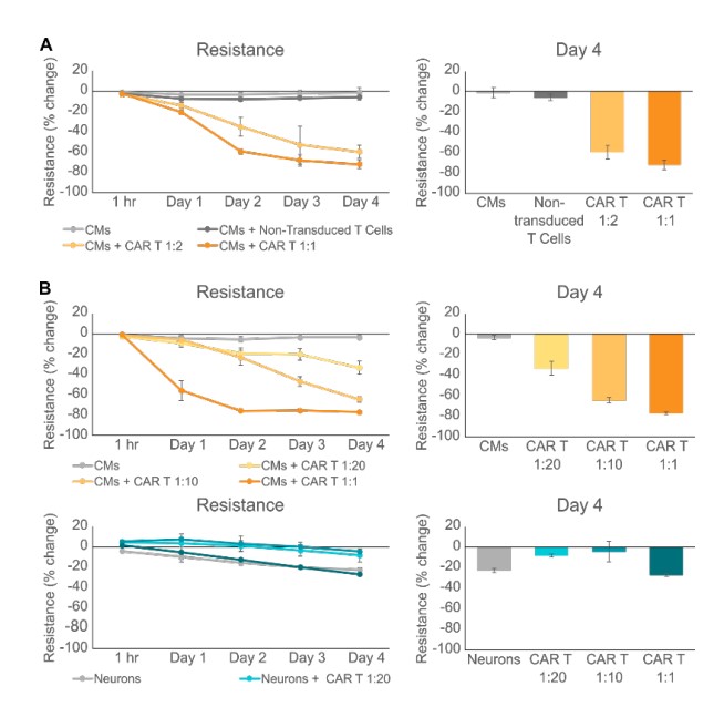 Antigen-specific killing of iPSC-CMs by HER2-CAR T cells