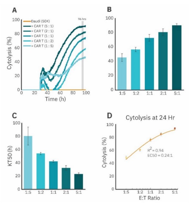  A dose response of CAR T cells killing Daudi cells in real time.