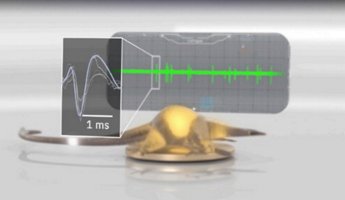 Neuron growing over an MEA electrode