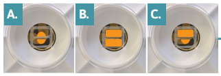 neural co-culture potential plating