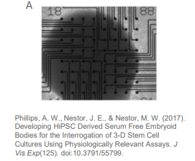 Neural organoid on a chip