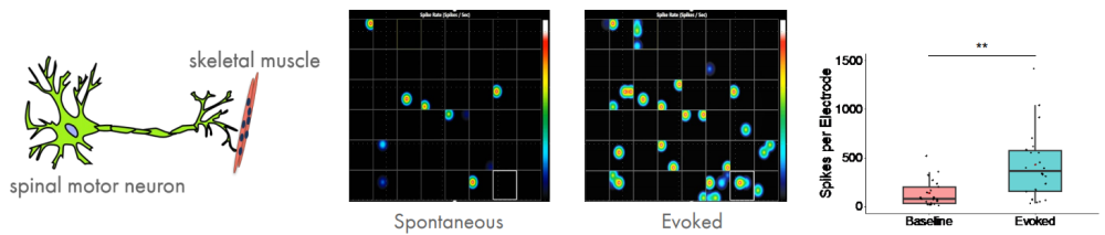 Neuromuscular junction recording data on MEA system