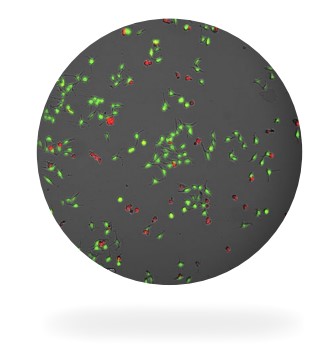 Fluorescent assays