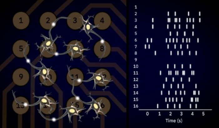 The software records the location and time of each action potential with a tick mark