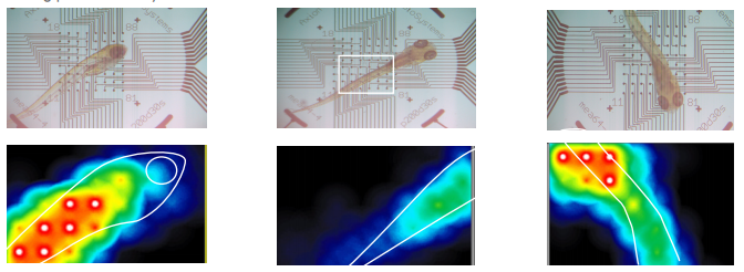 Zebrafish in well with neurological activity recording on multielectrode array