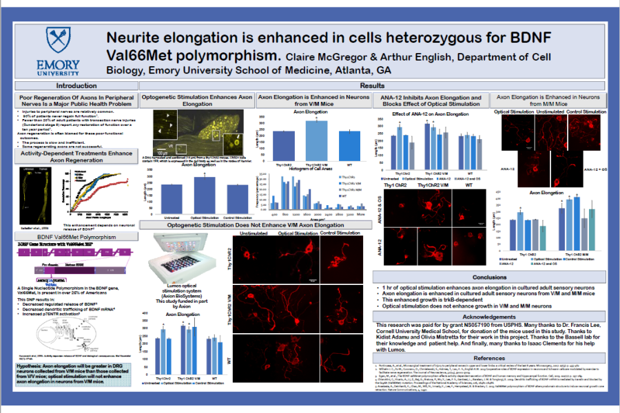 2017 SfN Poster McGregor Neurite elongation