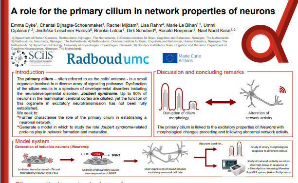 A role for the primary cilium in network properties of neurons