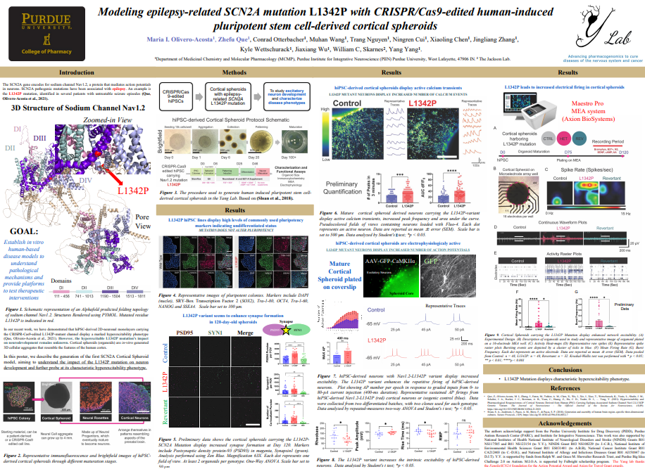 Modeling epilepsy-related SCN2A mutation L1342P with CRISPR/Cas9-edited human-induced pluripotent stem cell-derived cortical spheroids